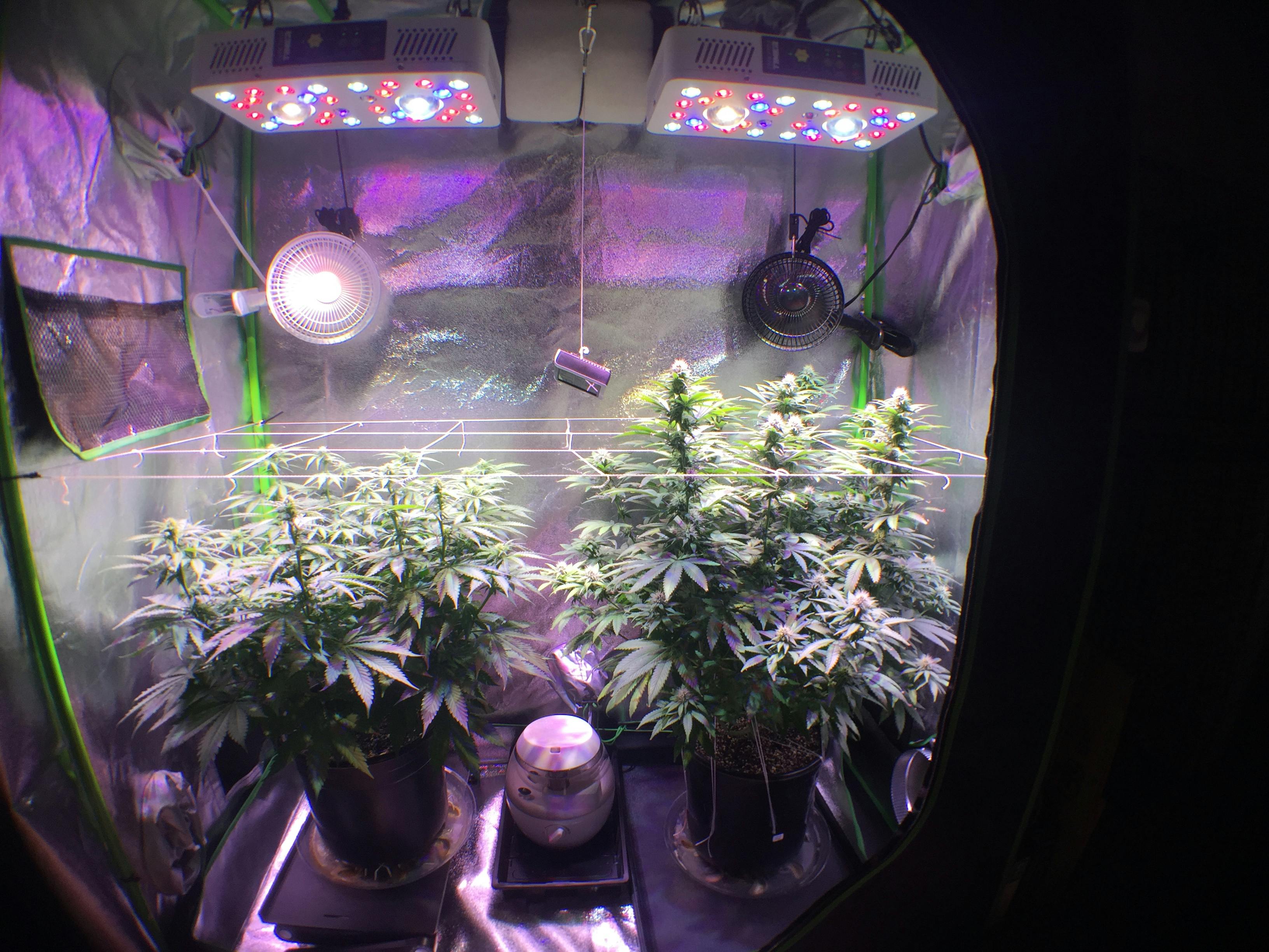 Product Reviews LED Grow Lights Depot